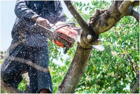 tree services Spring Gardens